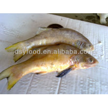 Замороженные короля Threadfin